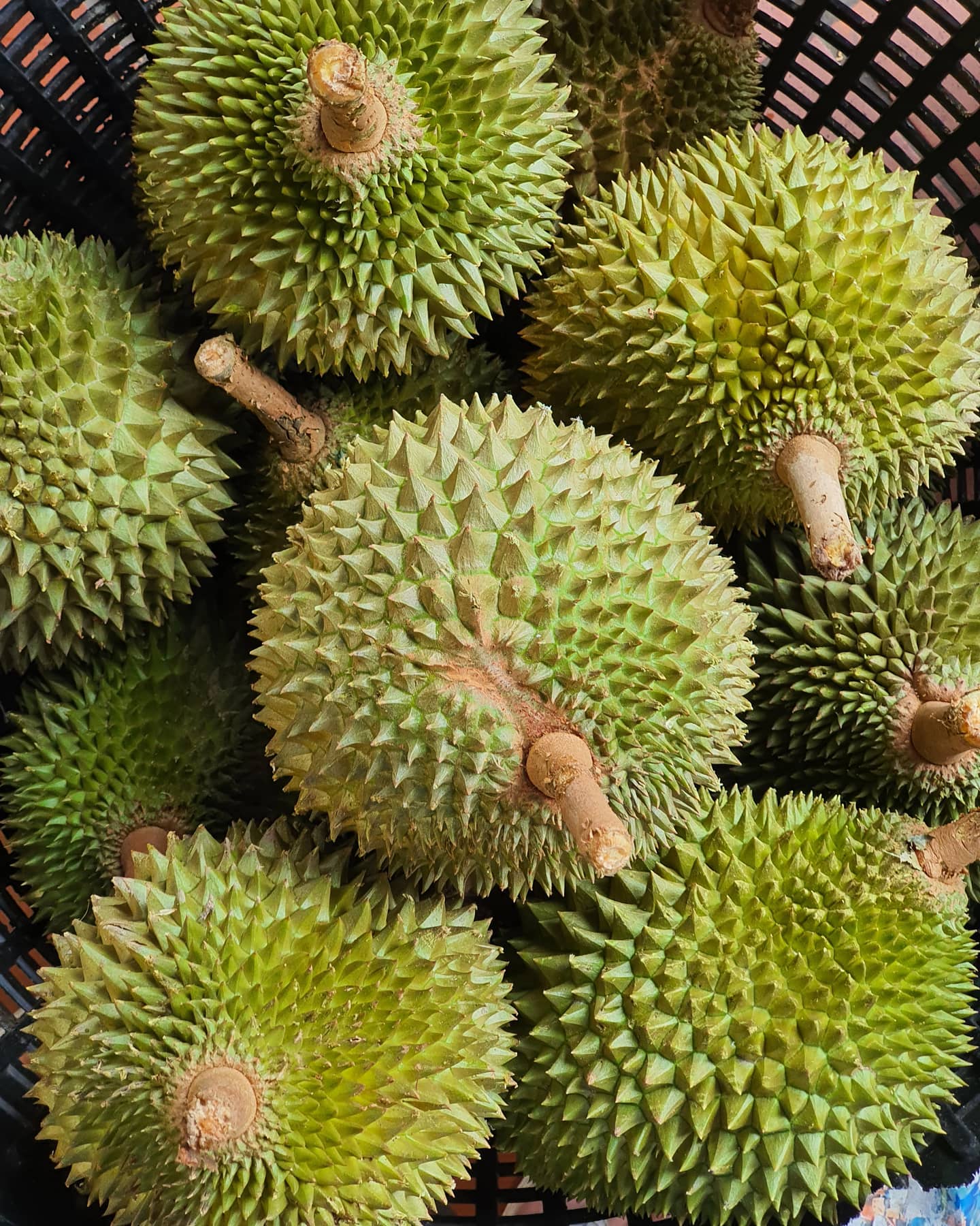 r78-basket-of-durian.jpg